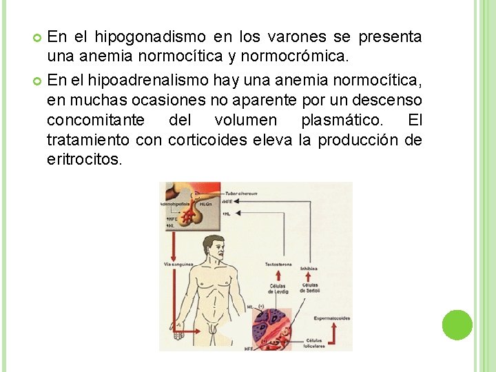 En el hipogonadismo en los varones se presenta una anemia normocítica y normocrómica. En