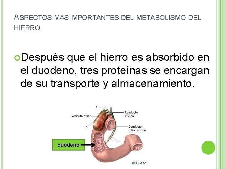 ASPECTOS MAS IMPORTANTES DEL METABOLISMO DEL HIERRO. Después que el hierro es absorbido en