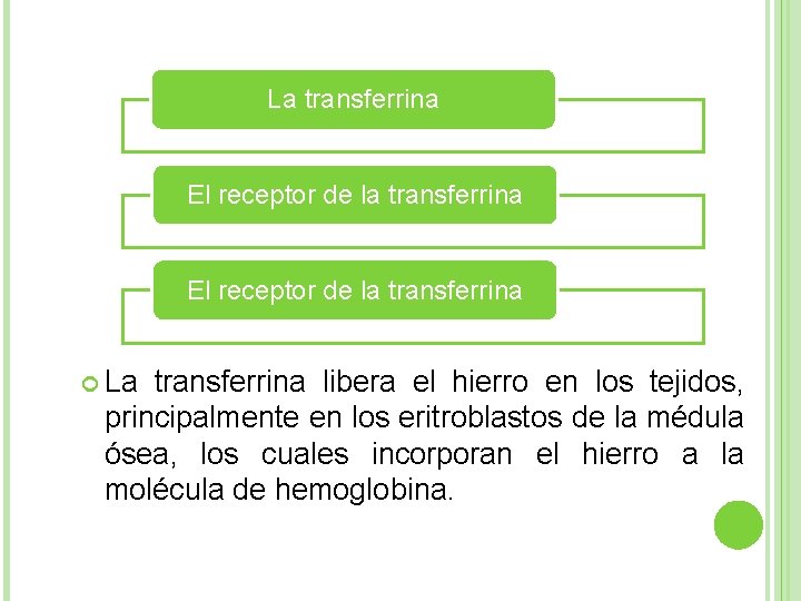 La transferrina El receptor de la transferrina La transferrina libera el hierro en los