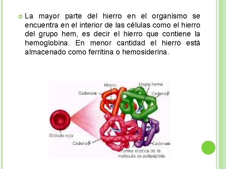  La mayor parte del hierro en el organismo se encuentra en el interior