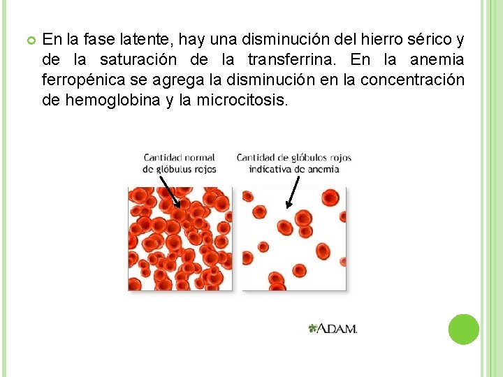  En la fase latente, hay una disminución del hierro sérico y de la