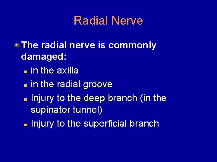 Radial Nerve The radial nerve is commonly damaged: n in the axilla n in