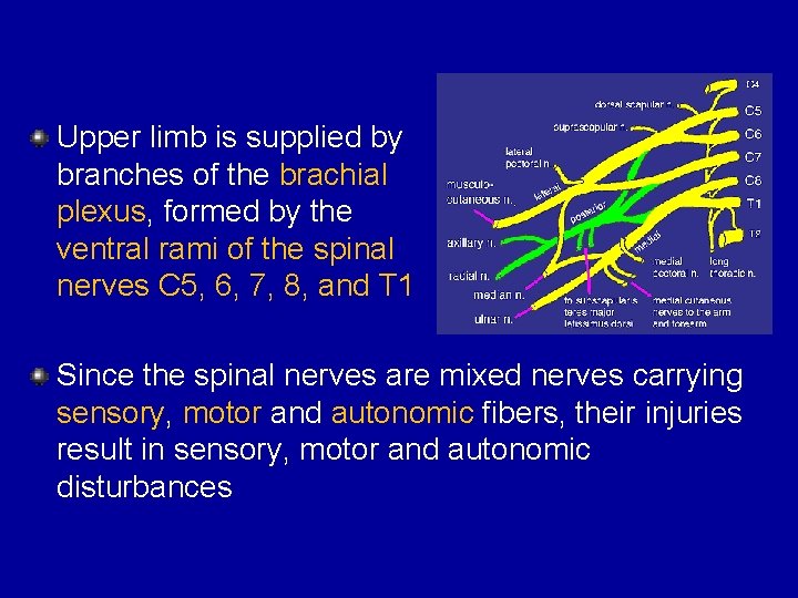 Upper limb is supplied by branches of the brachial plexus, formed by the ventral