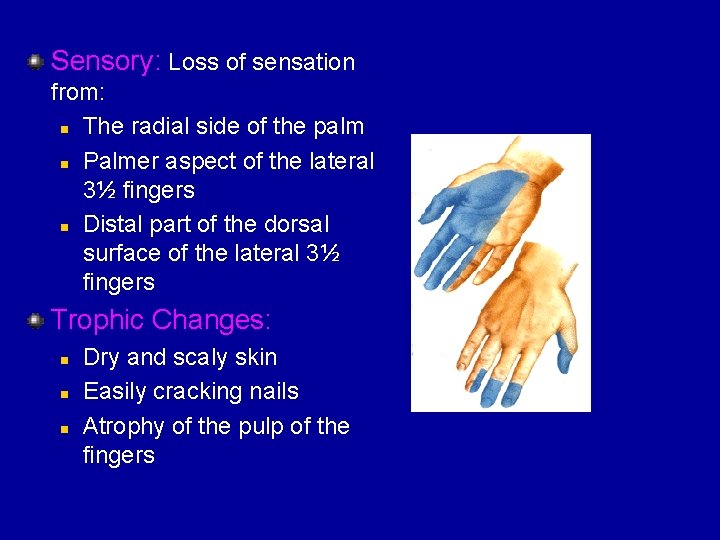 Sensory: Loss of sensation from: n The radial side of the palm n Palmer