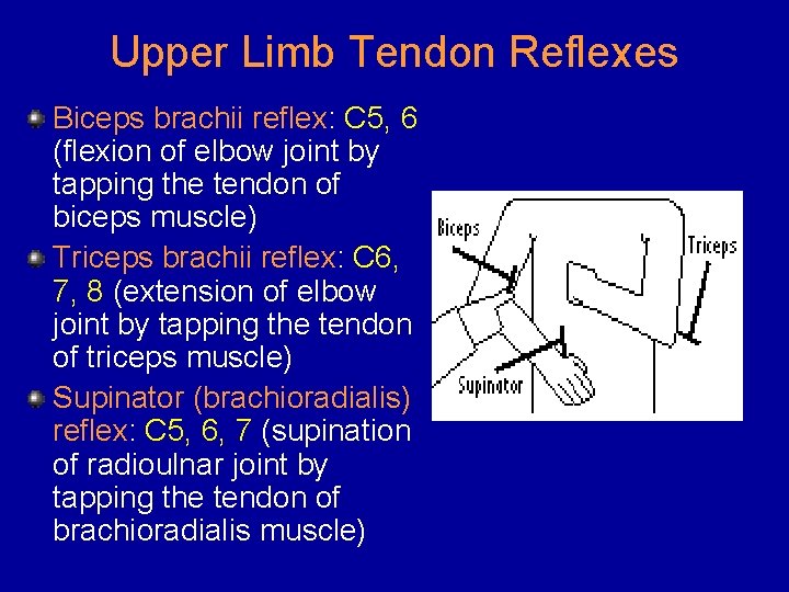 Upper Limb Tendon Reflexes Biceps brachii reflex: C 5, 6 (flexion of elbow joint