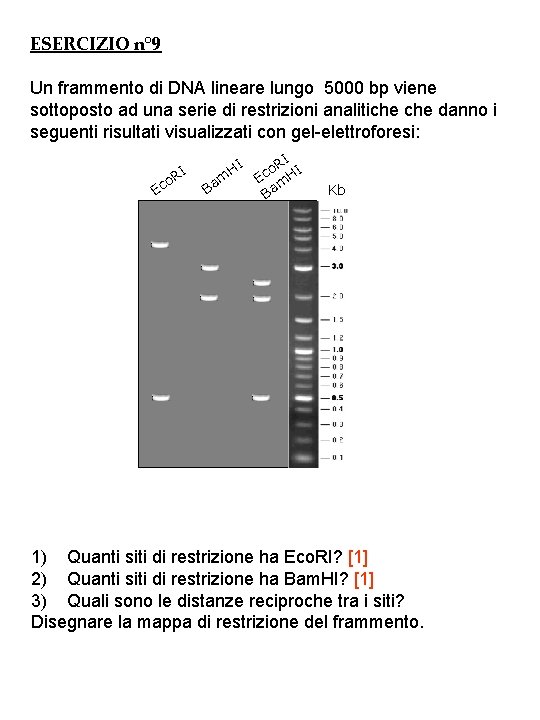 ESERCIZIO n° 9 Un frammento di DNA lineare lungo 5000 bp viene sottoposto ad