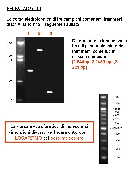 ESERCIZIO n° 13 La corsa elettroforetica di tre campioni contenenti frammenti di DNA ha