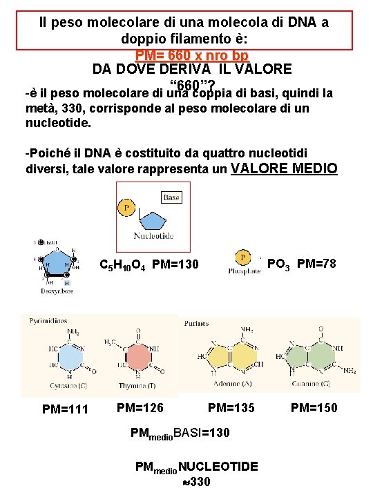 Il peso molecolare di una molecola di DNA a doppio filamento è: PM= 660