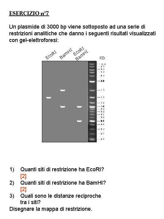 ESERCIZIO n° 7 Un plasmide di 3000 bp viene sottoposto ad una serie di