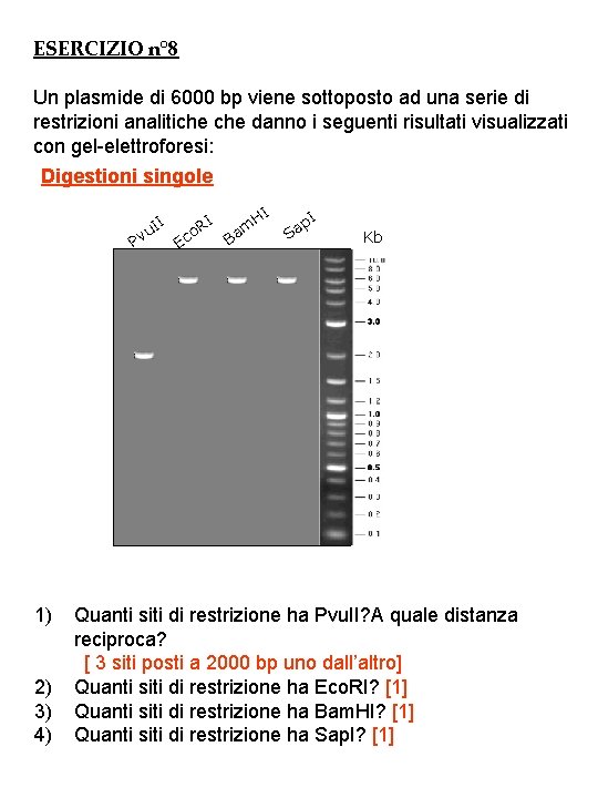 ESERCIZIO n° 8 Un plasmide di 6000 bp viene sottoposto ad una serie di