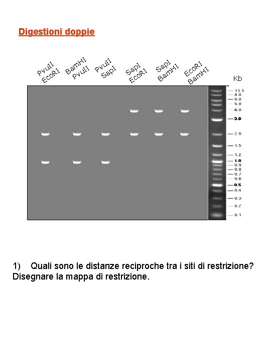 Digestioni doppie I u. I I v P o. R Ec HI m I