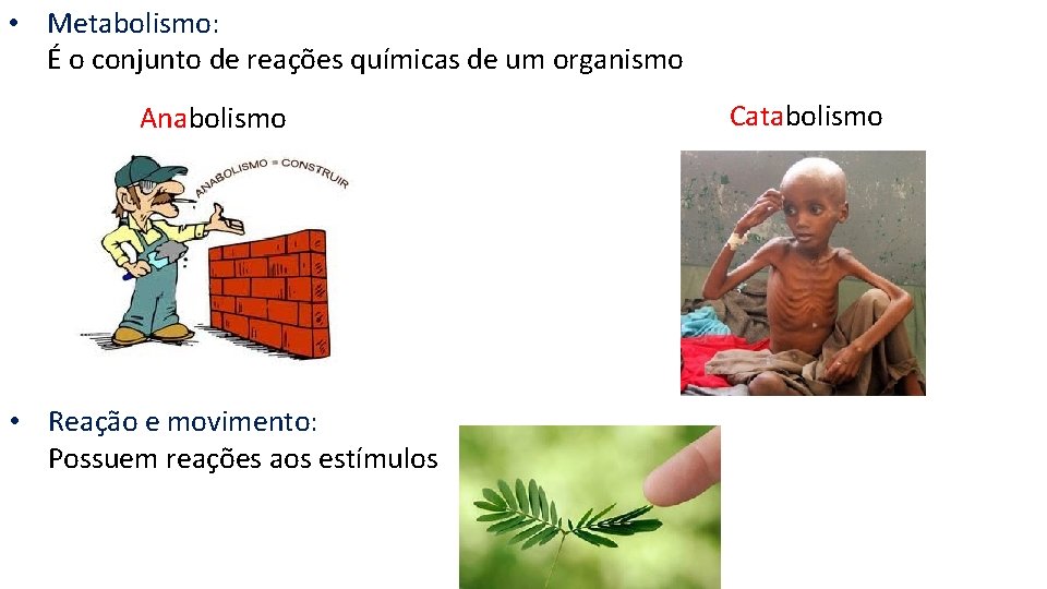  • Metabolismo: É o conjunto de reações químicas de um organismo Anabolismo •