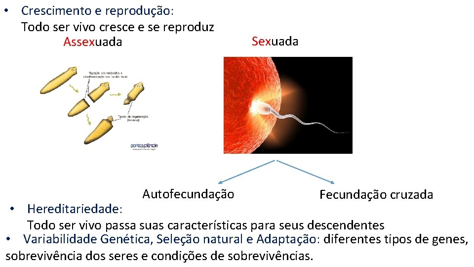  • Crescimento e reprodução: Todo ser vivo cresce e se reproduz Assexuada Autofecundação