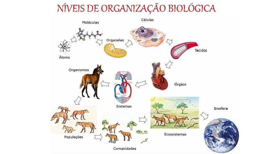 NÍVEIS DE ORGANIZAÇÃO BIOLÓGICA 