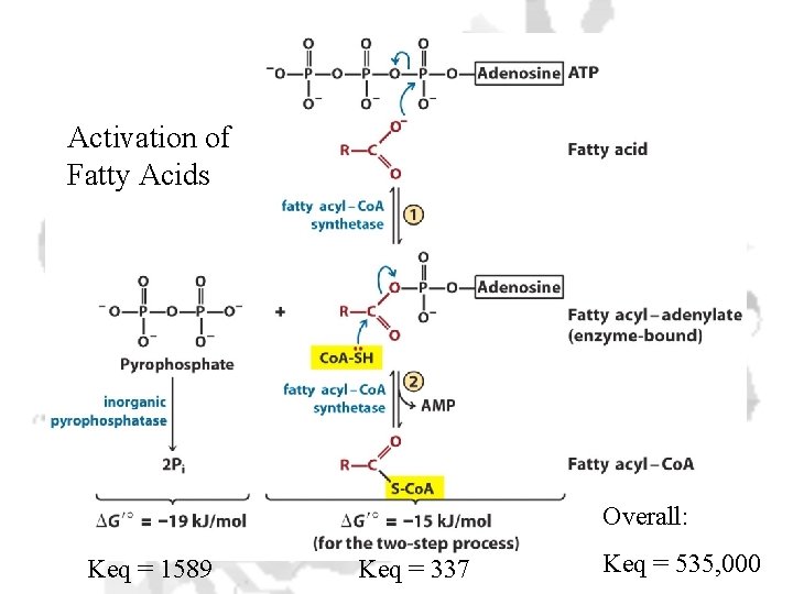 Activation of Fatty Acids Overall: Keq = 1589 Keq = 337 Keq = 535,