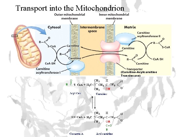 Transport into the Mitochondrion (Carnitine-Acylcarnitine Translocase) 