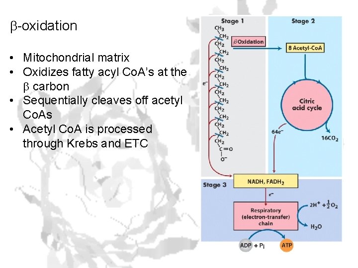 b-oxidation • Mitochondrial matrix • Oxidizes fatty acyl Co. A’s at the b carbon