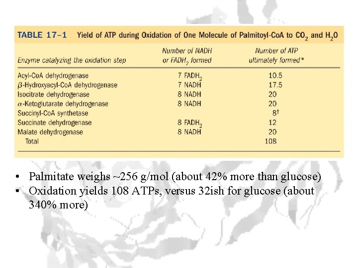  • Palmitate weighs ~256 g/mol (about 42% more than glucose) • Oxidation yields