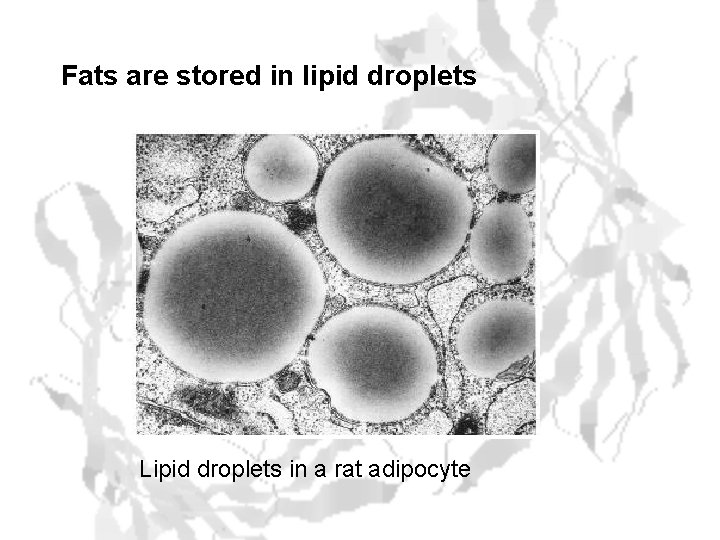 Fats are stored in lipid droplets Lipid droplets in a rat adipocyte 