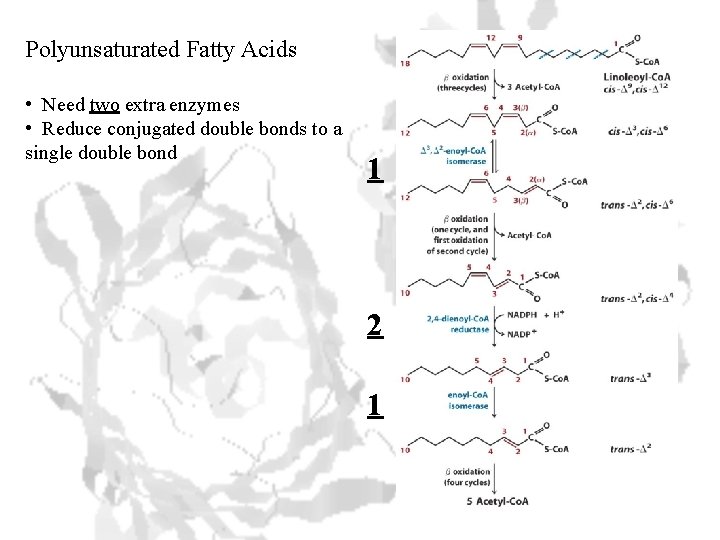 Polyunsaturated Fatty Acids • Need two extra enzymes • Reduce conjugated double bonds to