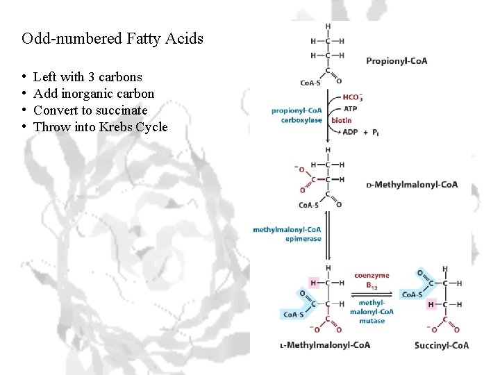 Odd-numbered Fatty Acids • • Left with 3 carbons Add inorganic carbon Convert to