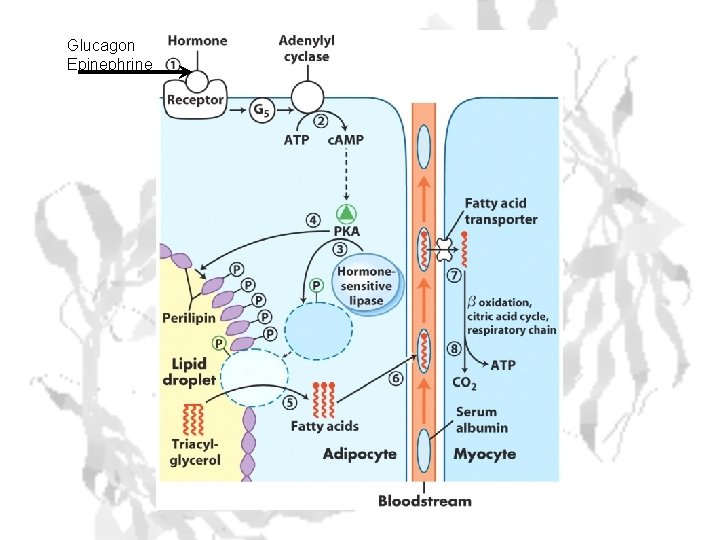 Glucagon Epinephrine 