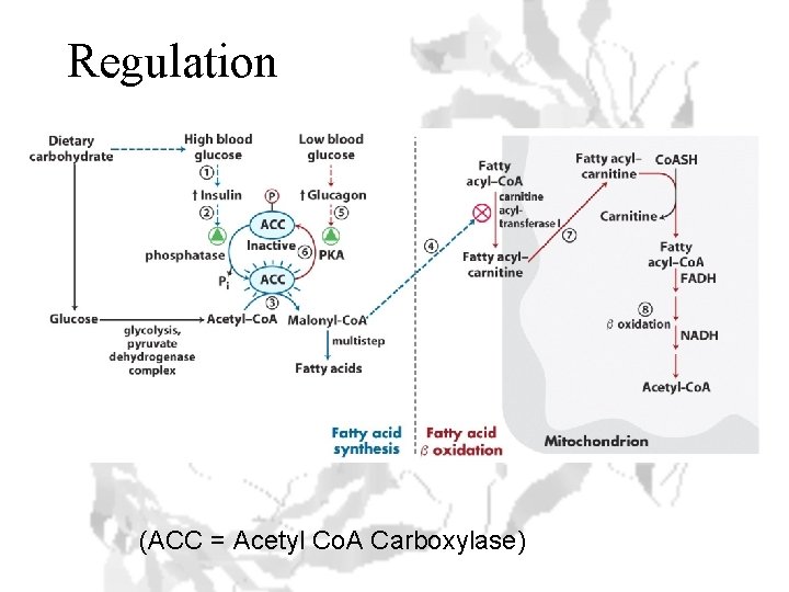 Regulation (ACC = Acetyl Co. A Carboxylase) 