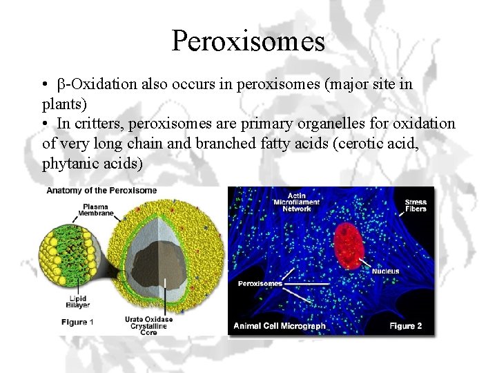 Peroxisomes • b-Oxidation also occurs in peroxisomes (major site in plants) • In critters,