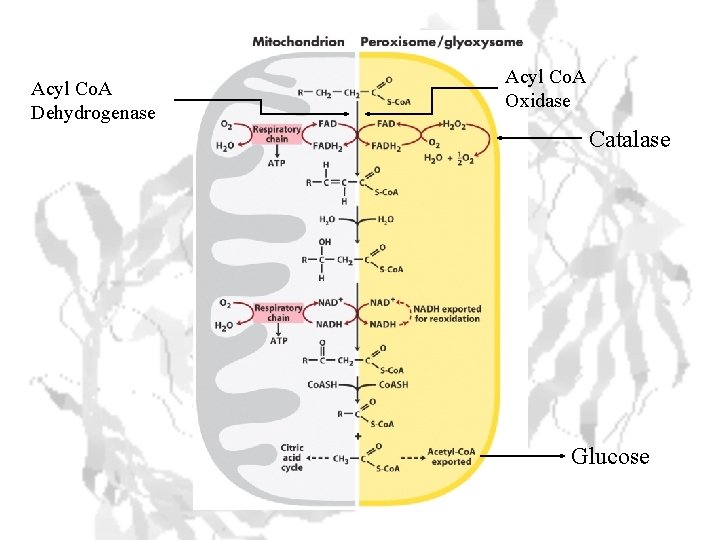 Acyl Co. A Dehydrogenase Acyl Co. A Oxidase Catalase Glucose 