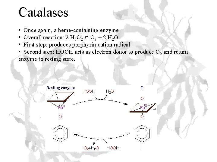 Catalases • Once again, a heme-containing enzyme • Overall reaction: 2 H 2 O