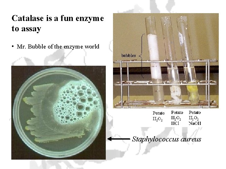 Catalase is a fun enzyme to assay • Mr. Bubble of the enzyme world
