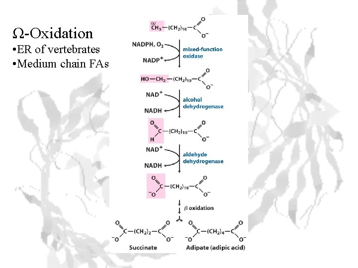 Ω-Oxidation • ER of vertebrates • Medium chain FAs 
