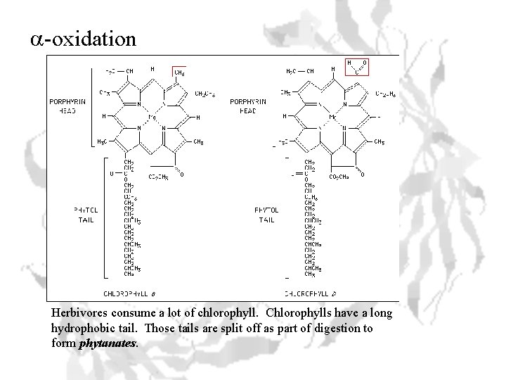 a-oxidation Herbivores consume a lot of chlorophyll. Chlorophylls have a long hydrophobic tail. Those