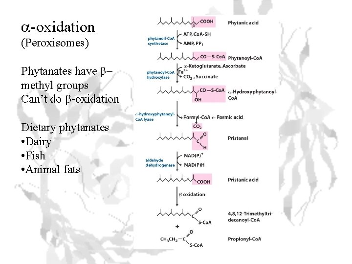 a-oxidation (Peroxisomes) Phytanates have bmethyl groups Can’t do b-oxidation Dietary phytanates • Dairy •
