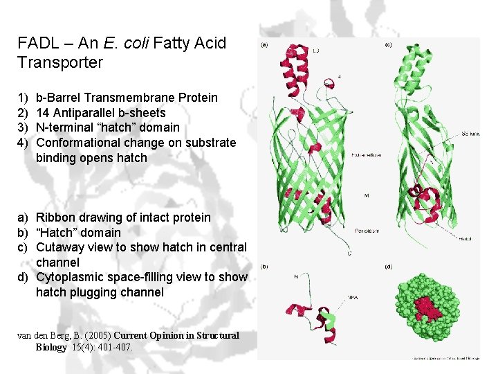 FADL – An E. coli Fatty Acid Transporter 1) 2) 3) 4) b-Barrel Transmembrane