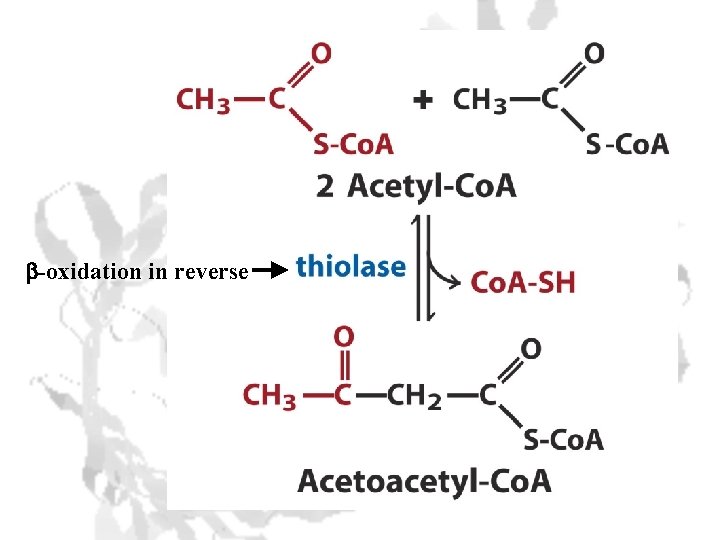 b-oxidation in reverse 