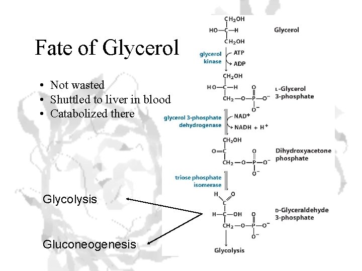 Fate of Glycerol • Not wasted • Shuttled to liver in blood • Catabolized