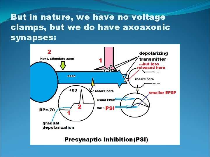 But in nature, we have no voltage clamps, but we do have axoaxonic synapses: