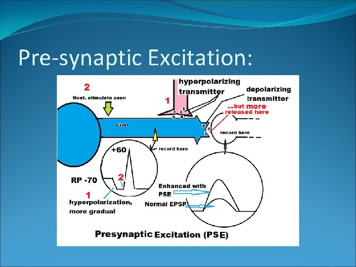 Pre-synaptic Excitation: 
