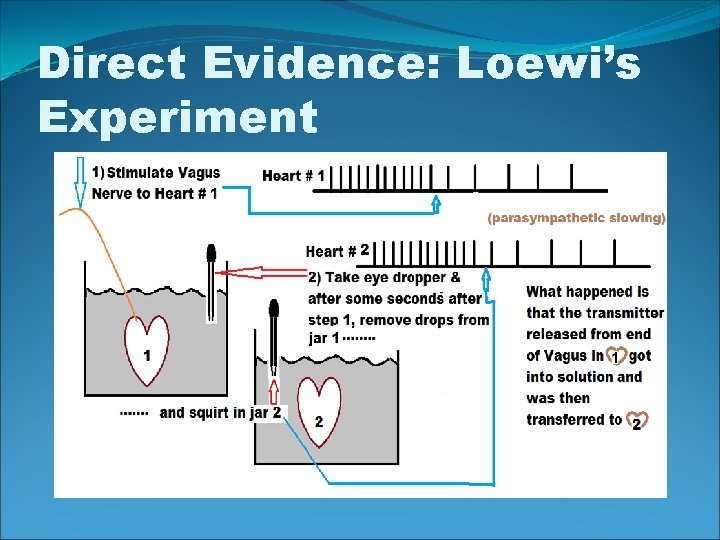Direct Evidence: Loewi’s Experiment 