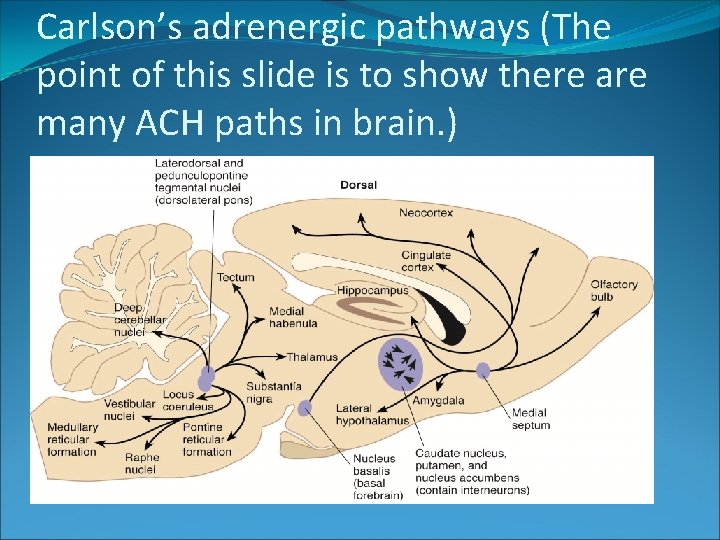 Carlson’s adrenergic pathways (The point of this slide is to show there are many