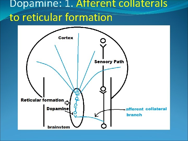 Dopamine: 1. Afferent collaterals to reticular formation 