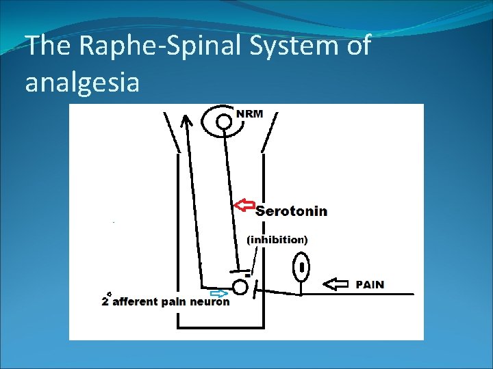 The Raphe-Spinal System of analgesia 