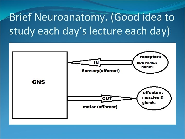 Brief Neuroanatomy. (Good idea to study each day’s lecture each day) 