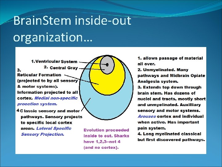 Brain. Stem inside-out organization… 