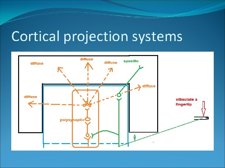 Cortical projection systems 