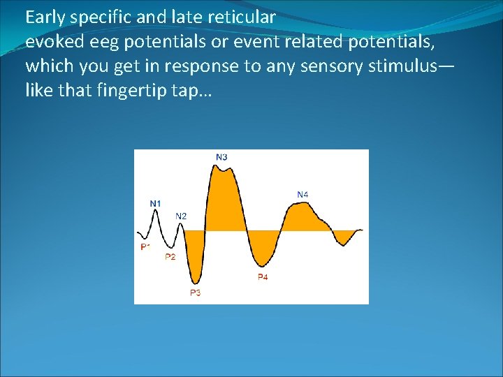 Early specific and late reticular evoked eeg potentials or event related potentials, which you