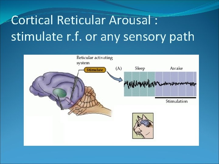 Cortical Reticular Arousal : stimulate r. f. or any sensory path 