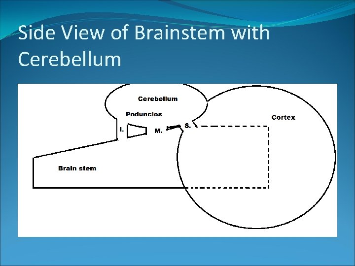 Side View of Brainstem with Cerebellum 