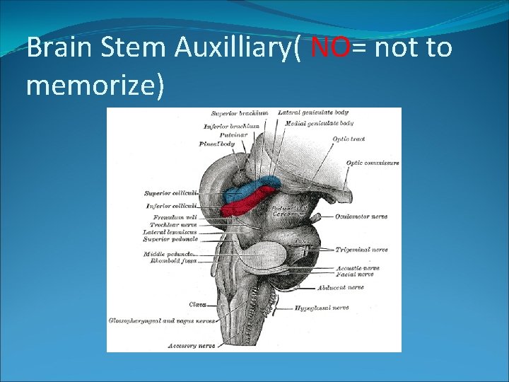 Brain Stem Auxilliary( NO= not to memorize) 